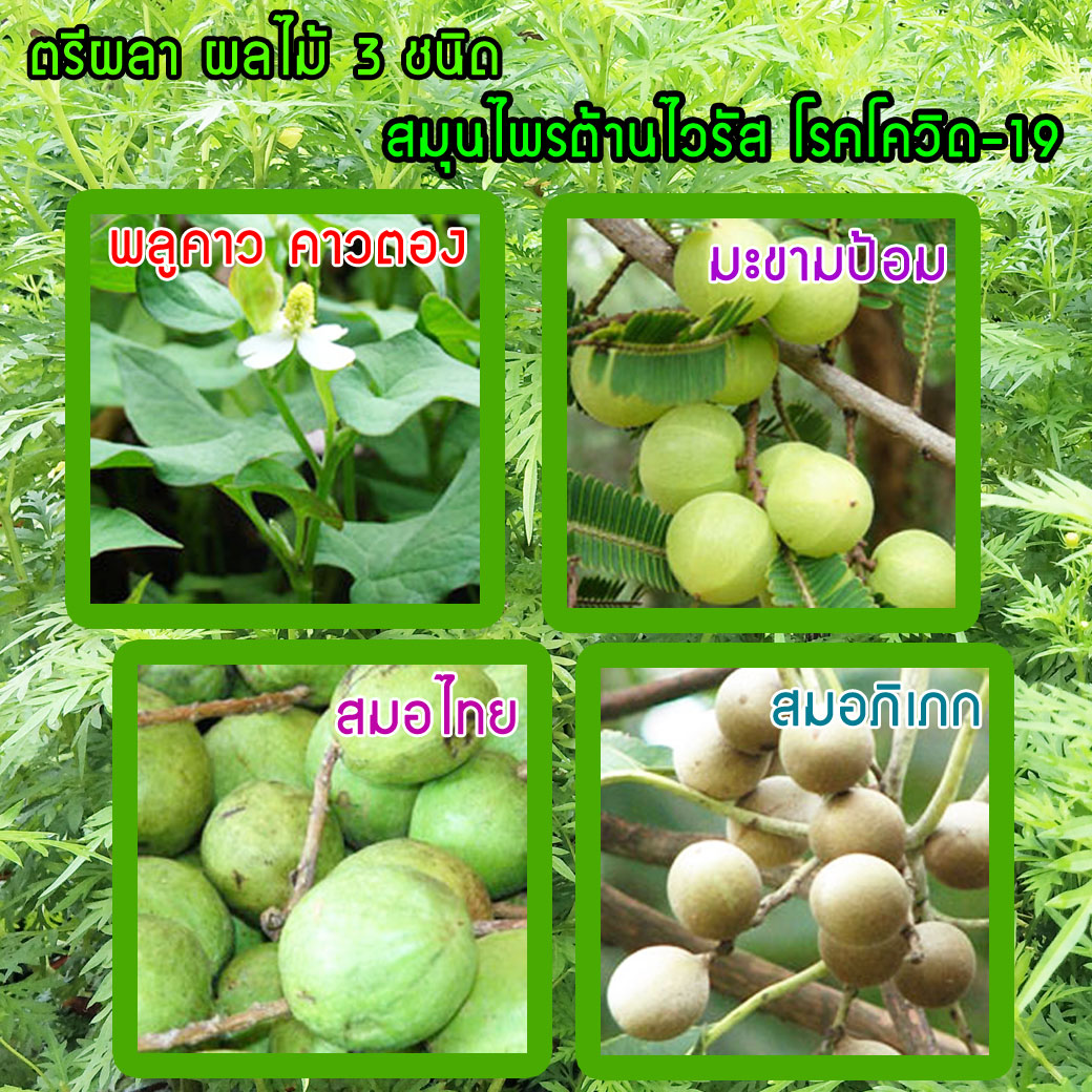 ตรีพลา ตรีพลา