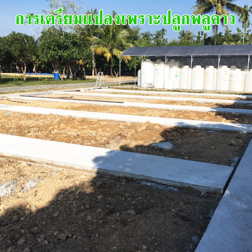 พลูคาว